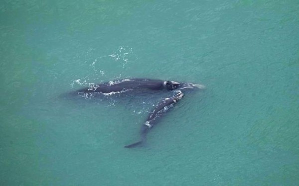 Sobrevoo registra aumento na concentrao de baleias-francas no litoral de Santa Catarina