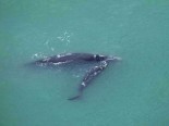 Sobrevoo registra aumento na concentrao de baleias-francas no litoral de Santa Catarina